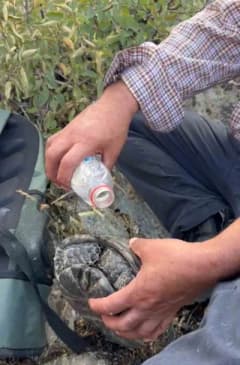 Elazığ Palu’da yangından kaçan kaplumbağaya vatandaşlar su dökerek yardım ediyor