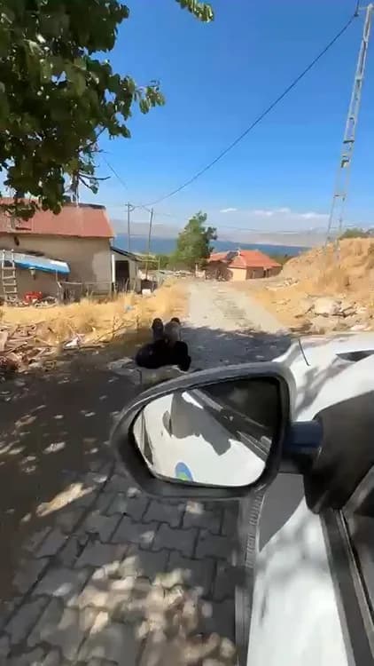 Elazığ Değirmenönü köyünde zincirle ağaca bağlanmış yaşlı adamın görüntüsü