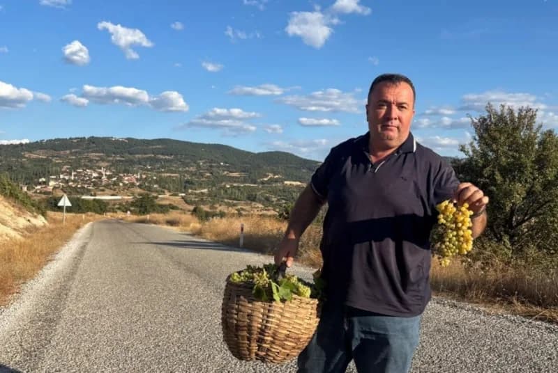 Kütahya Emet Sülye köyünde üzüm bağlarında bağ bozumu heyecanı yaşayan üreticiler