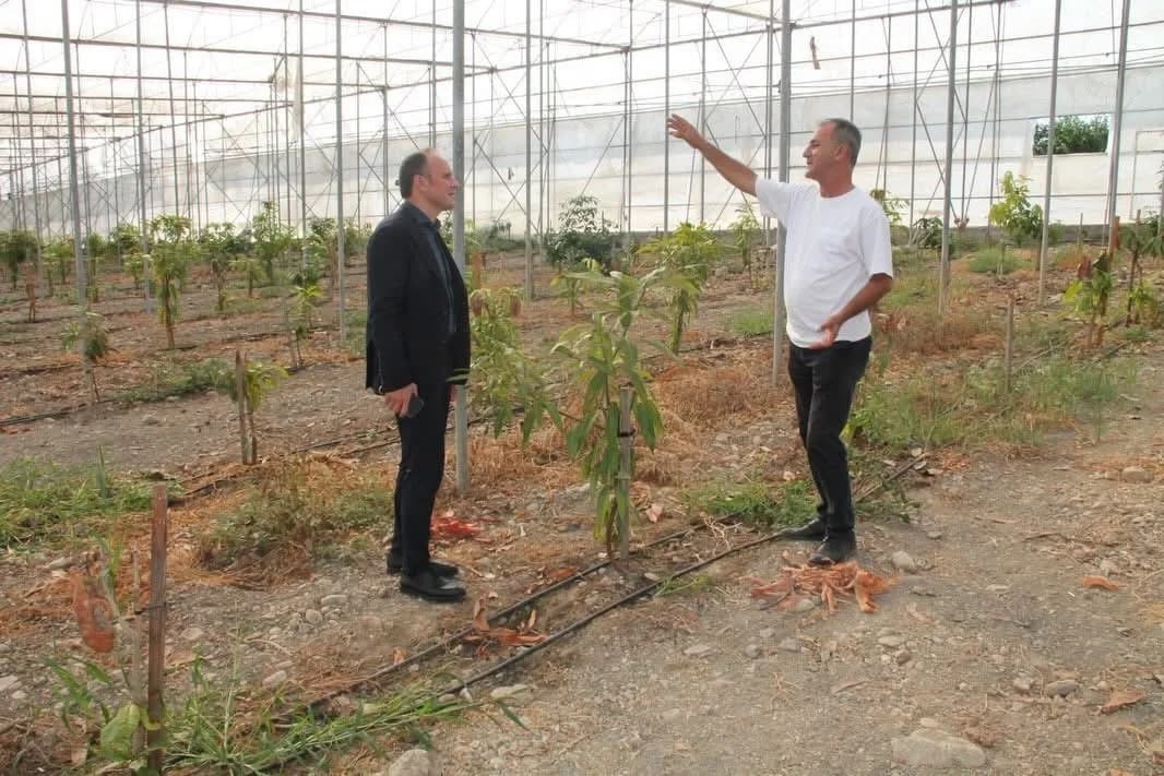 Erzin Kaymakamı Yunus Emre Akpınar, avokado ve mango üretimi yapılan serada incelemelerde bulundu.