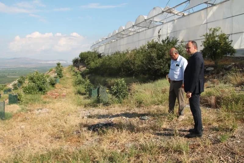 Erzin Kaymakamı Yunus Emre Akpınar, avokado ve mango üretimi yapılan serada incelemelerde bulundu.
