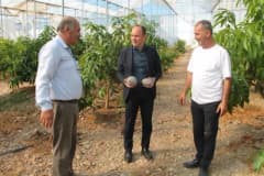 Erzin’de avokado ve mango üretimi yapılan seradan bir görüntü
