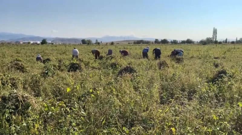 Erzincan’da kuru fasulyenin hasadına başlandı