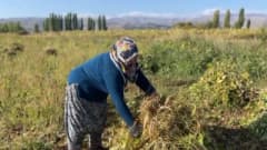 Erzincan Çayırlı ilçesinde beyaz kuru fasulye tarlasında hasat yapan üreticiler