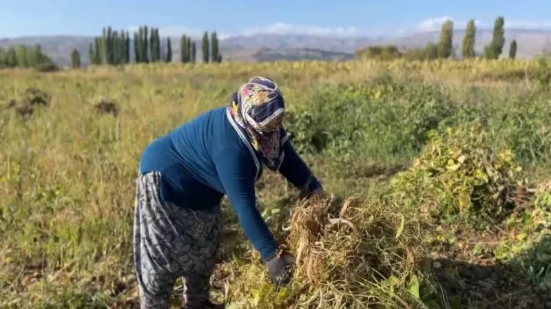 Erzincan Çayırlı ilçesinde beyaz kuru fasulye tarlasında hasat yapan üreticiler