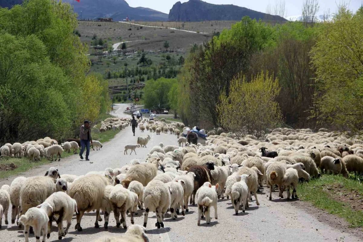 Erzincan Munzur Dağları’nda yaylada göçerler küçükbaş hayvanlarıyla dönüş yolculuğuna hazırlanıyor