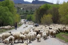 Erzincan Munzur Dağları’nda yaylada göçerler küçükbaş hayvanlarıyla dönüş yolculuğuna hazırlanıyor