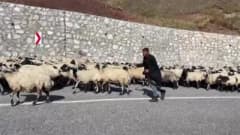 Erzurum yaylalarında göçerlerin kışa dönüş yolculuğu sırasında hayvanlarıyla geçiş yaptığı Palandöken Geçidi