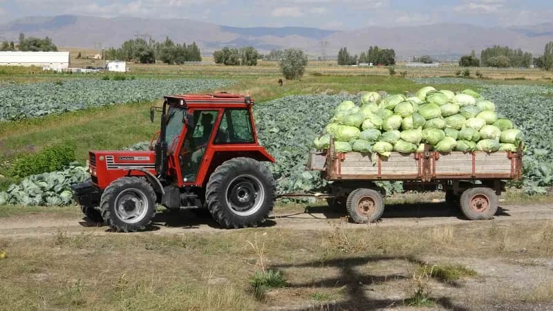 Erzurum’un Aziziye ilçesine bağlı kırsal Söğütlü Mahallesi’nde yetiştirilen lahanalar, Türkiye’nin dört bir yanına gönde