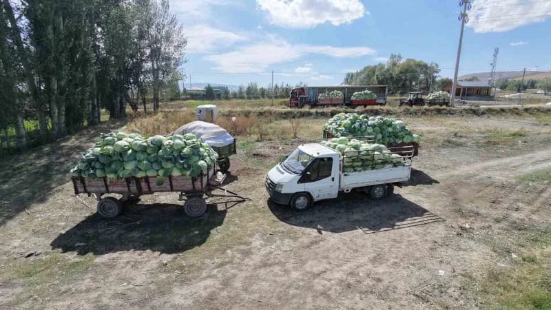 Erzurum’un Aziziye ilçesine bağlı kırsal Söğütlü Mahallesi’nde yetiştirilen lahanalar, Türkiye’nin dört bir yanına gönde