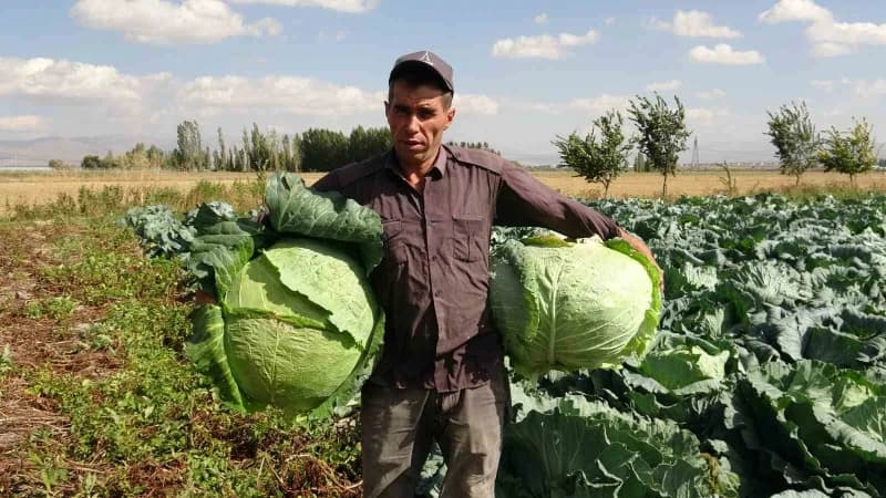 Erzurum’un Aziziye ilçesine bağlı kırsal Söğütlü Mahallesi’nde yetiştirilen lahanalar, Türkiye’nin dört bir yanına gönde