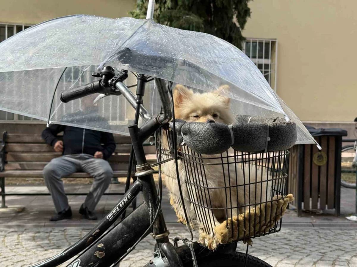 Eskişehir'de sağanak yağış altında üç tekerlekli bisikletli bir vatandaşın, sepetindeki minik köpeğini korumak için üzer