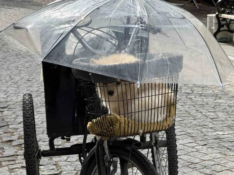 Eskişehir'de sağanak yağış altında üç tekerlekli bisikletli bir vatandaşın, sepetindeki minik köpeğini korumak için üzer
