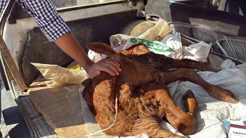 Bagajda başının altına yastık konularak konforu sağlanan buzağıya tedavi kapsamında serum takıldı.