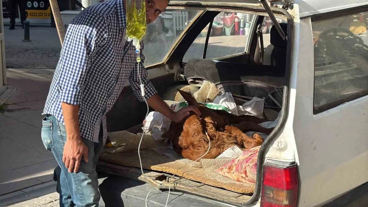Eskişehir'de otomobil bagajında veteriner kliniğine götürülen minik buzağı Kezban