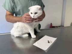 Veteriner hekim Mustafa Sayın Eskişehir kliniğinde evcil hayvan sağlığı için uyarıda bulunuyor