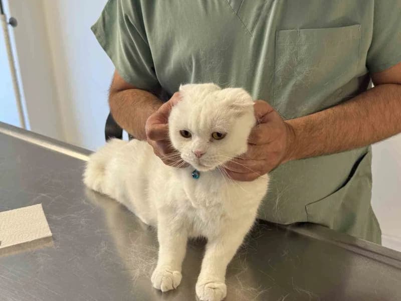Kedi