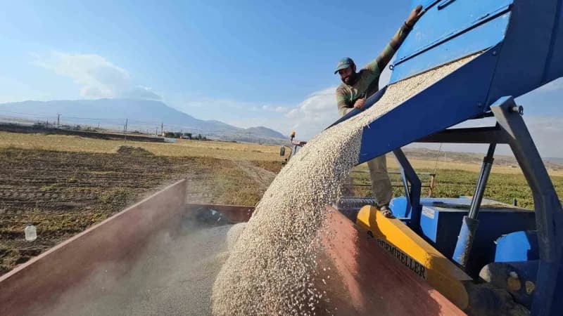 Bitlis'in Adilcevaz ilçesinde fasulyede hasat sezonu başladı.