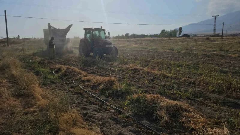 Adilcevaz ilçesinde fasulye tarlasında hasat yapan çiftçiler