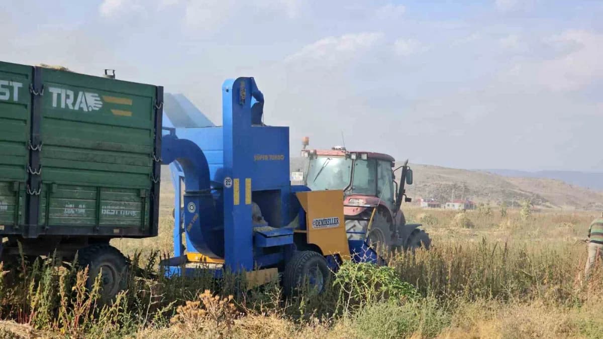 Bitlis'in Adilcevaz ilçesinde fasulyede hasat sezonu başladı.