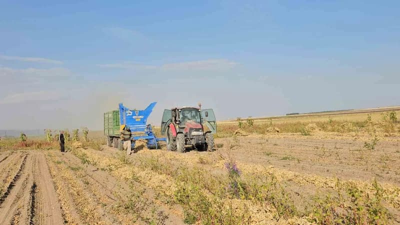 Bitlis'in Adilcevaz ilçesinde fasulyede hasat sezonu başladı.