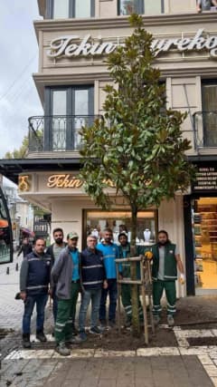 Fatih Nuruosmaniye Caddesi'nde kesilen ağacın yerine dikilen yeni Manolya ağacı