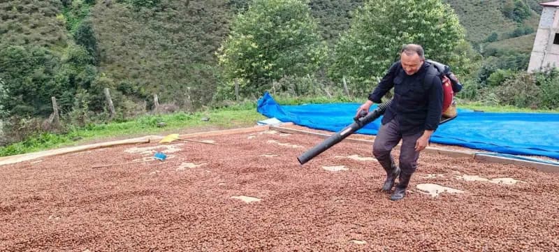 Giresun Piraziz'de fındık üreticisi Münir Bekçi, yağmur nedeniyle ıslanan fındığını üfleme körüğüyle kurutuyor