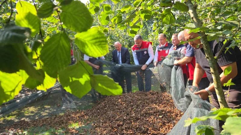 Samsun Terme'de fındık bahçesinde file sistemi ile yapılan hasat çalışması