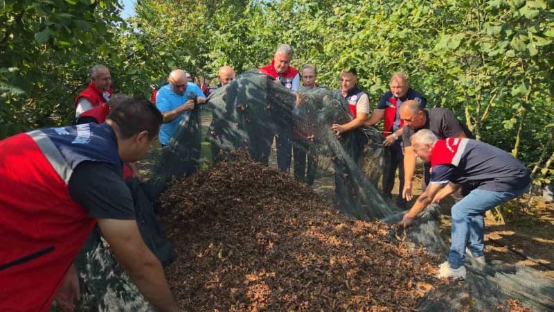 Tarım ve Orman Samsun İl Müdürü Kemal Yılmaz, fındık hasadında kullanılan file sisteminin işçilik maliyetini yüzde 70’e