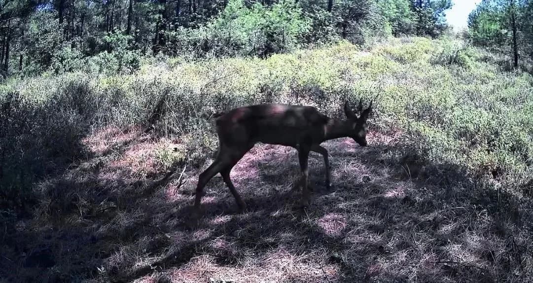 Ganos Dağları’nın ormanlık alanlarına yerleştirilen fotokapanlar, bölgedeki yaban hayatını görüntülemeye devam ediyor. K