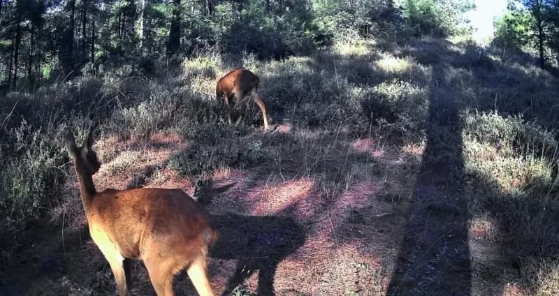 Bir süre bölgede dolaşan karacalar, daha sonra doğal yaşam alanlarında gözden kayboldu. Fotokapan görüntüleri, Ganos Dağ