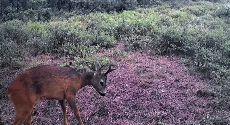 Tekirdağ Ganos Dağları ormanlarında yiyecek arayan karacalar fotokapanda görüntülendi
