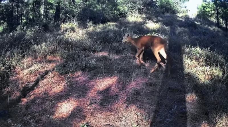 Ganos Dağları’nda karacalar fotokapana yakalandı