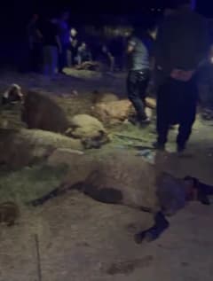 Gaziantep Araban ilçesinde otomobilin koyun sürüsüne çarptığı kaza sonrası olay yeri
