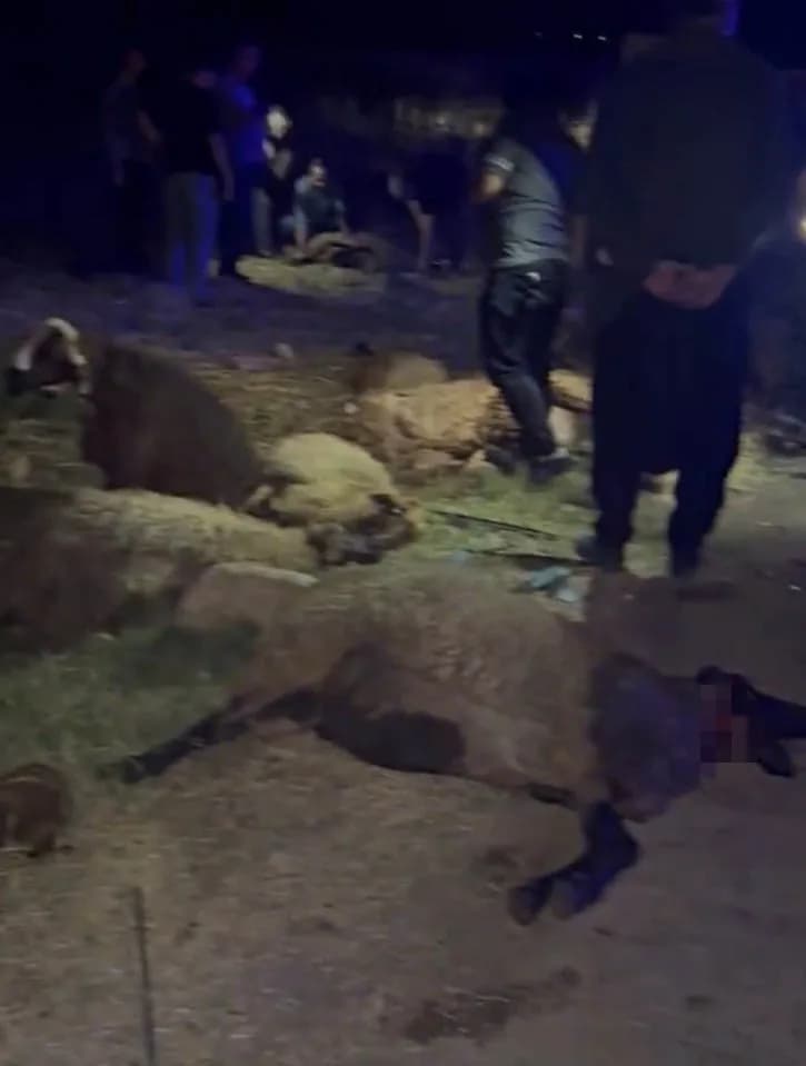 Gaziantep Araban ilçesinde otomobilin koyun sürüsüne çarptığı kaza sonrası olay yeri