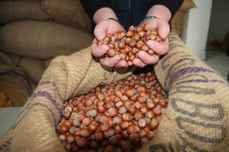 Giresun’da fındık alım noktası önünde bekleyen üreticiler ve fındık torbaları