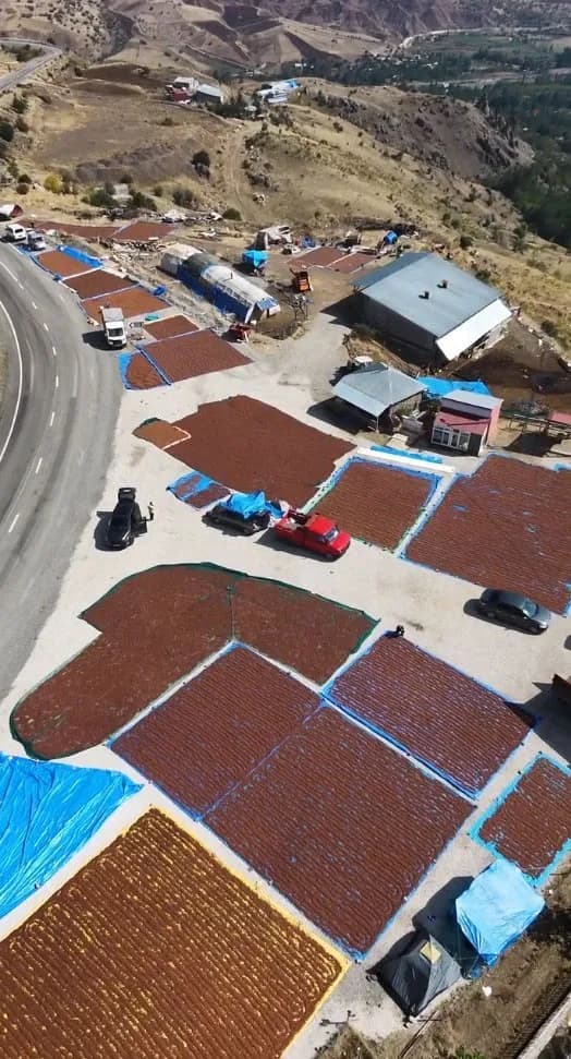 Şebinkarahisar’da üreticilerin fındıklarını Şebinkarahisar-Alucra karayolu güzergahındaki yol kenarlarına sererek kurutm