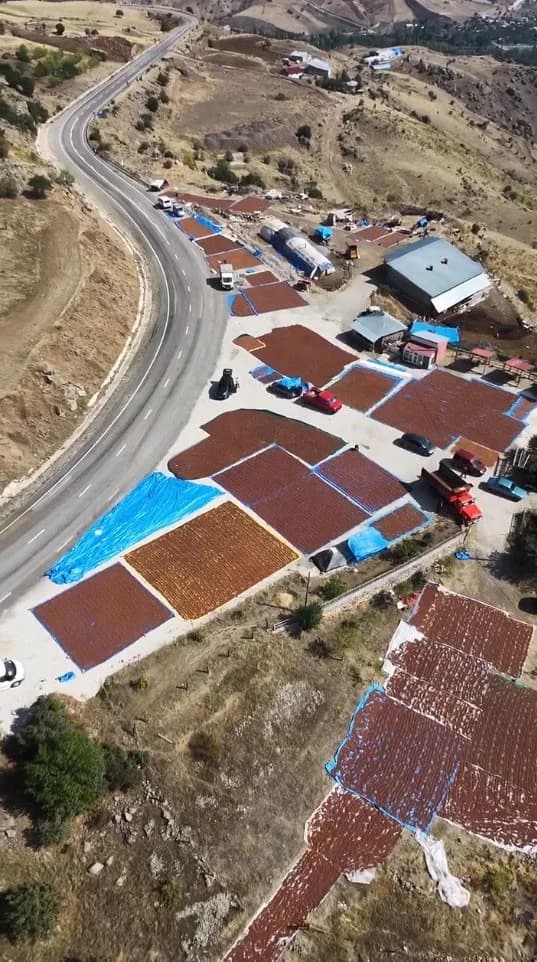 Şebinkarahisar’da üreticilerin fındıklarını Şebinkarahisar-Alucra karayolu güzergahındaki yol kenarlarına sererek kurutm