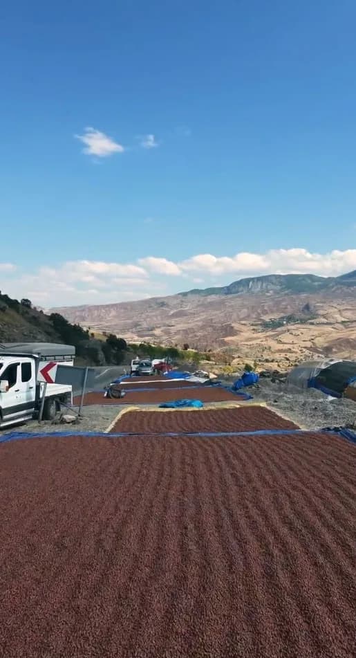 Şebinkarahisar-Alucra karayolu kenarında yol üzerine serilmiş fındıklar ve kurutma yapan üreticiler