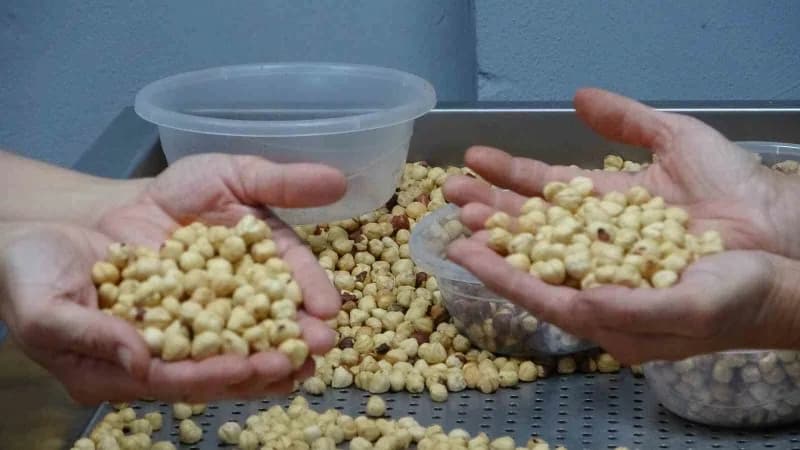 Giresun’da fındık hasat sezonunun sona ermesiyle birlikte, geçmiş yıllarda olduğu gibi gurbetçiler de fındıklarını emane