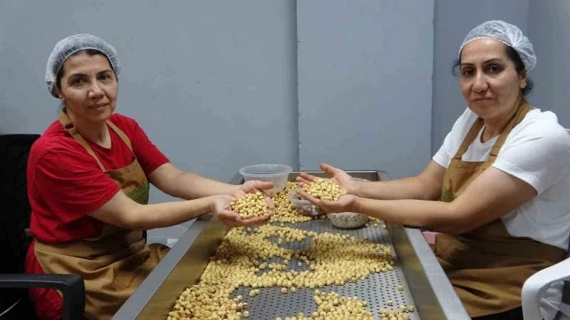 Giresun’da fındık hasat sezonunun sona ermesiyle birlikte, geçmiş yıllarda olduğu gibi gurbetçiler de fındıklarını emane