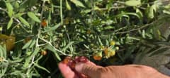 Bitlis Tatvan'da Goji Berry meyvesi bahçesinde yetişen sağlıklı kırmızı meyveler