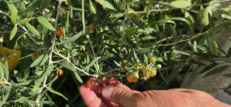 Bitlis Tatvan'da Goji Berry meyvesi bahçesinde yetişen sağlıklı kırmızı meyveler