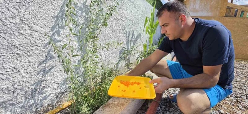Geleneksel Çin tıbbında iki bin yılı aşkın süredir "Uzun ömrün sırrı" ve vücudun yaşam özünü besleyen en güçlü şifa kayn