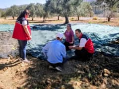 Gömeç ilçesinde zeytin hasadı yapan üreticiler ve Tarım ve Orman İlçe Müdürlüğü ekipleri