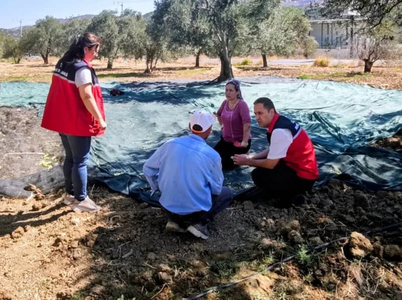 Gömeç ilçesinde zeytin hasadı yapan üreticiler ve Tarım ve Orman İlçe Müdürlüğü ekipleri