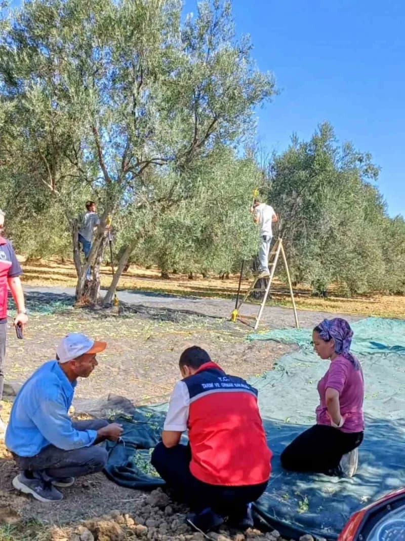Zeytin hasadı