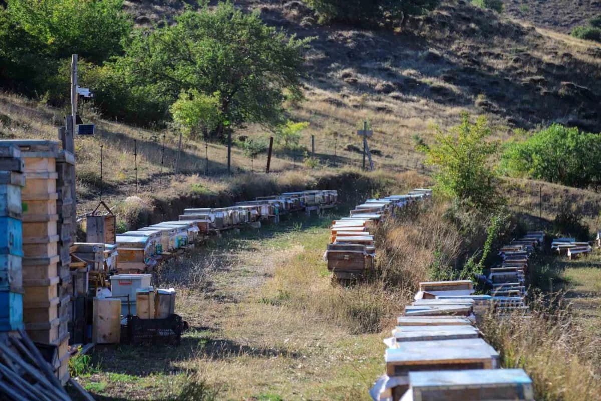 Olumsuz iklim şartları nedeniyle rekoltenin geçen yıla oranla yüzde 40 ila 50 düştüğünü belirten uzmanlar, piyasadaki uc
