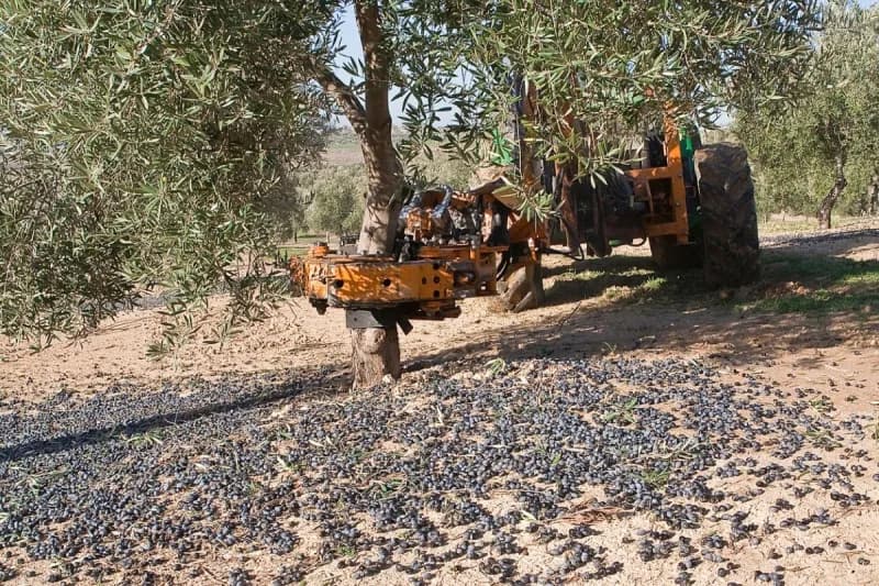 Güney Marmara’da zeytin hasadı başladı