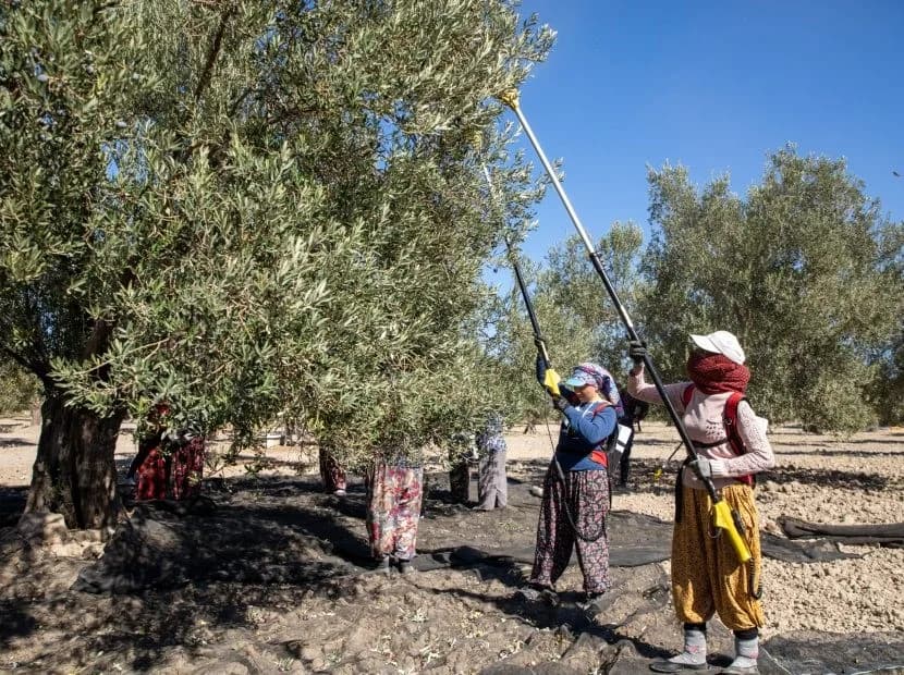 Güney Marmara’da zeytin hasadı başladı